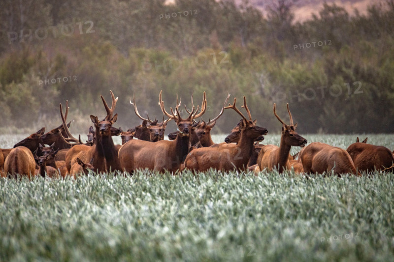 Herd of elk in tall grass. Bellevue, Idaho, United States