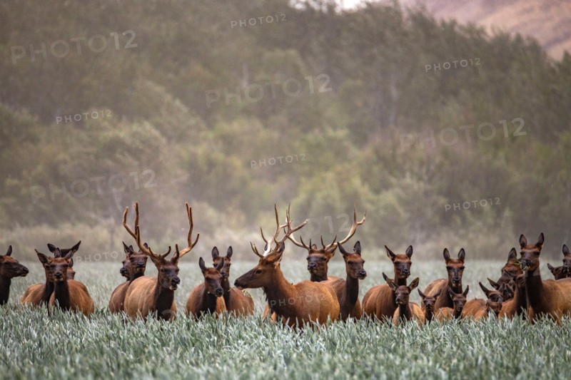 Herd of elk in tall grass. Bellevue, Idaho, United States