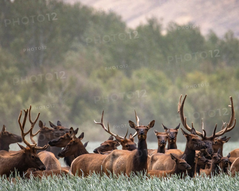 Herd of elk in tall grass. Bellevue, Idaho, United States