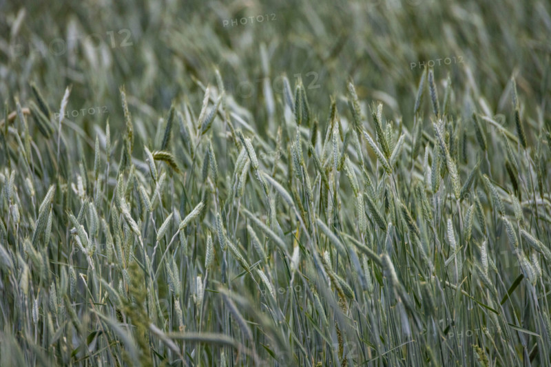 Close-up of field of new grain blowing in wind. Bellevue, Idaho, United States
