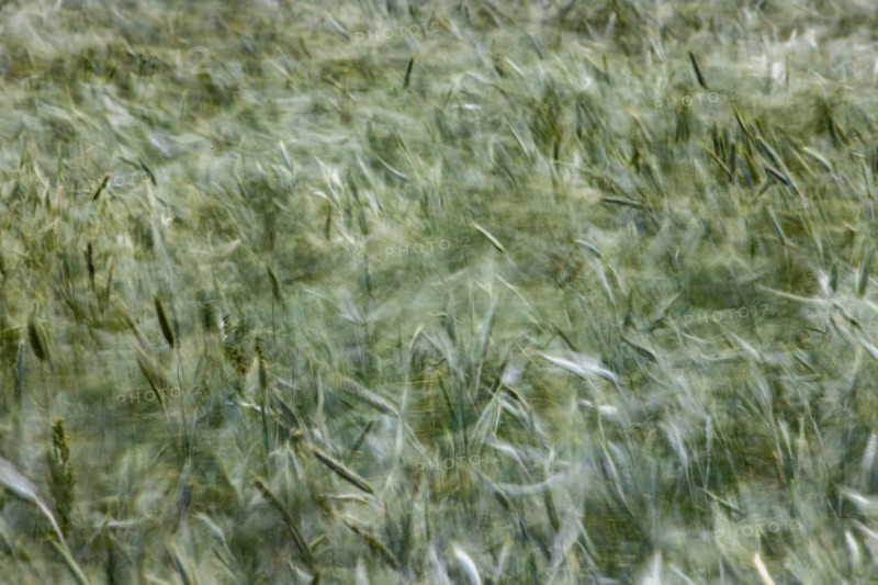 Close-up of field of new grain blowing in wind. Bellevue, Idaho, United States