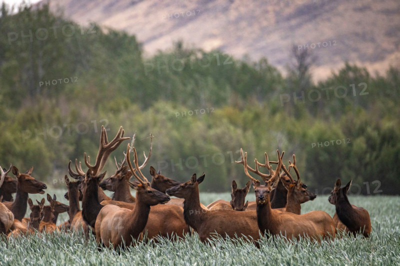 Herd of elk in tall grass. Bellevue, Idaho, United States