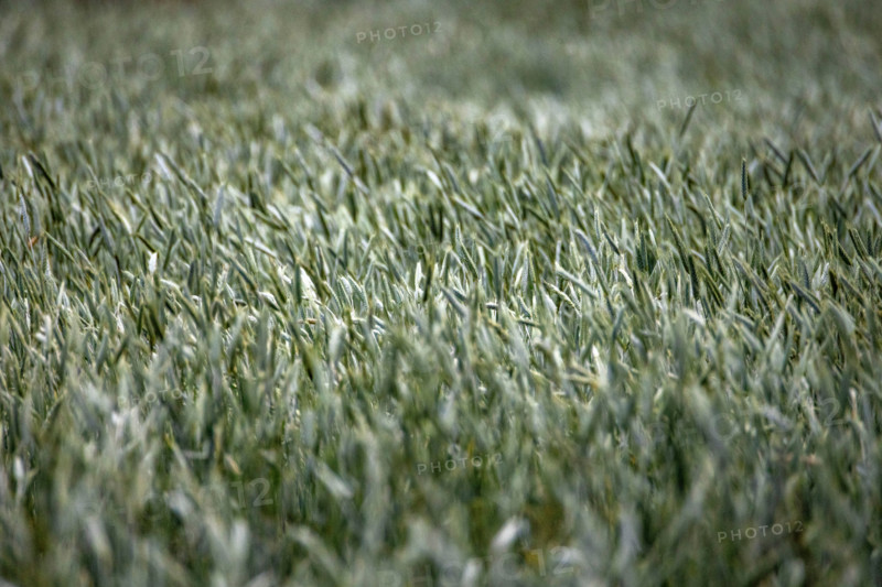 Close-up of field of new grain blowing in wind. Bellevue, Idaho, United States