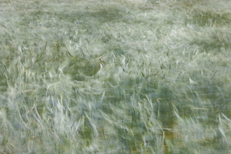 Close-up of field of new grain blowing in wind. Bellevue, Idaho, United States