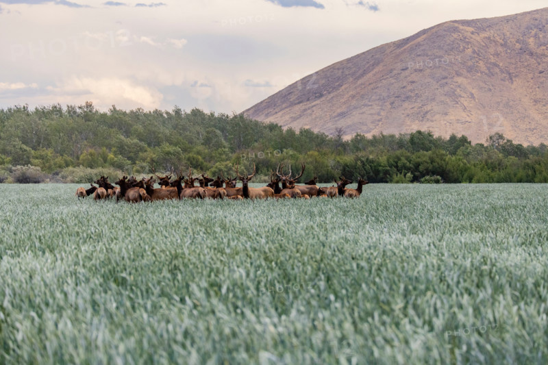 Herd of elk in tall grass. Bellevue, Idaho, United States