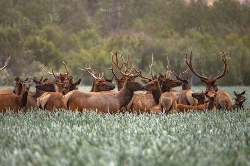 Herd of elk in tall grass. Bellevue, Idaho, United States