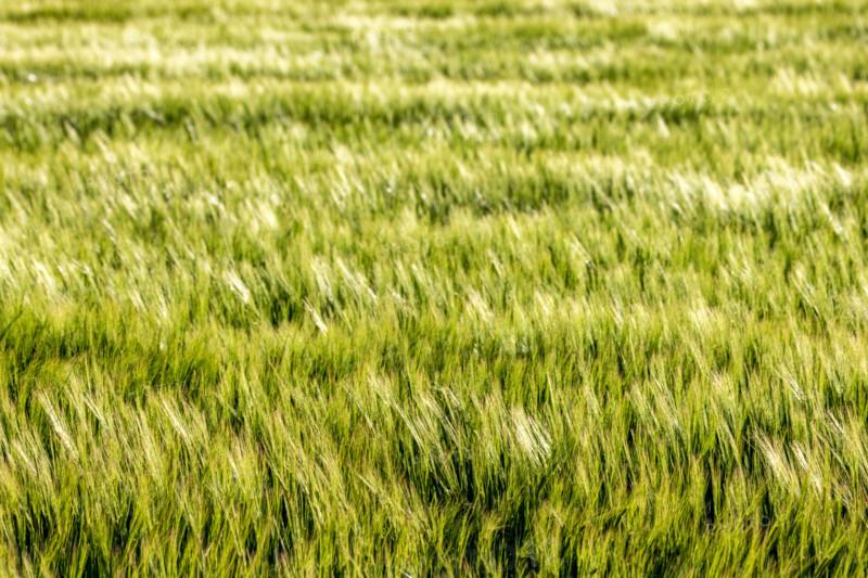 Green grain growing in field. Bellevue, Idaho, United States