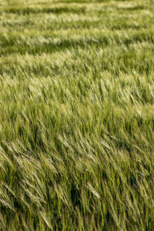 Green grain growing in field. Bellevue, Idaho, United States
