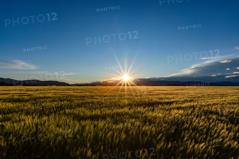 Sun setting over green grain field. Bellevue, Idaho, United States