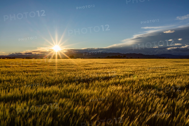 Sun setting over green grain field. Bellevue, Idaho, United States