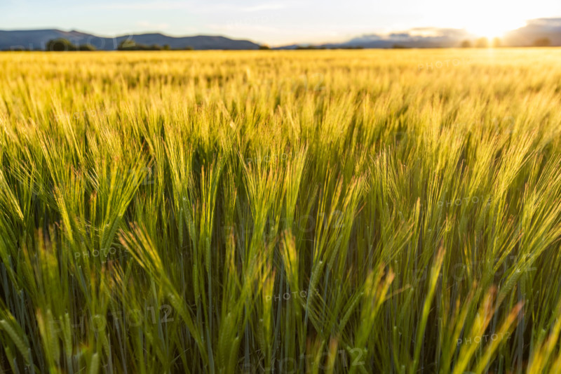 Close-up of green grain growing in field at sunset. Bellevue, Idaho, United States