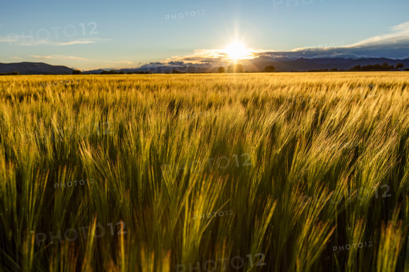 Sun setting over green grain field. Bellevue, Idaho, United States