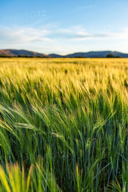 Green grain growing in field. Bellevue, Idaho, United States