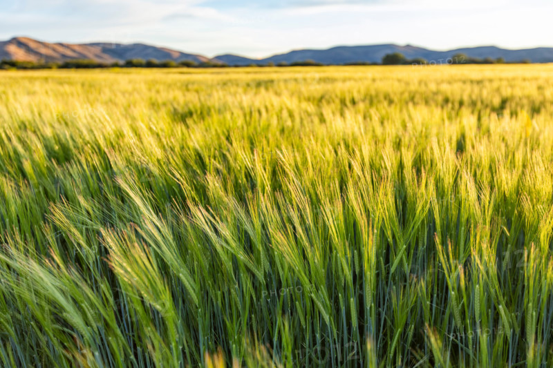 Green grain growing in field. Bellevue, Idaho, United States