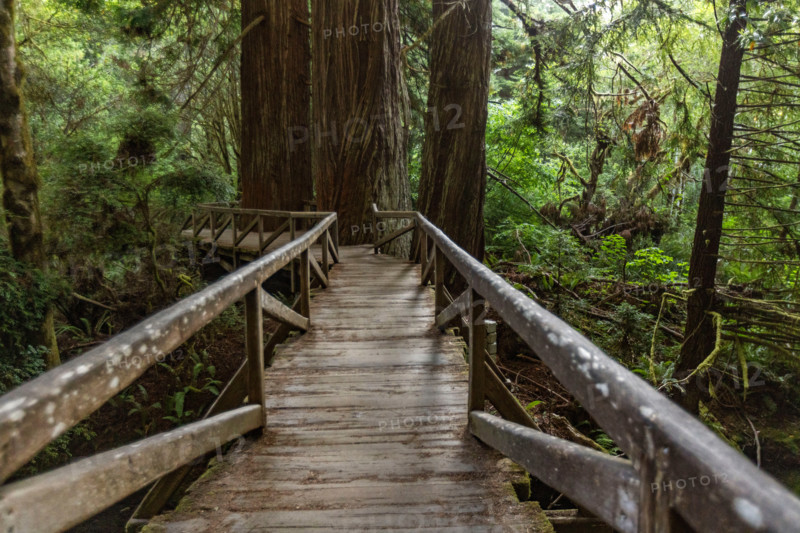 Empty wooden bridge over creek in Redwood National Park. Crescent City, California, United States