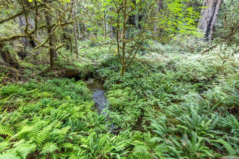 Stream and lush undergrowth in Redwood National Park. Crescent City, California, United States