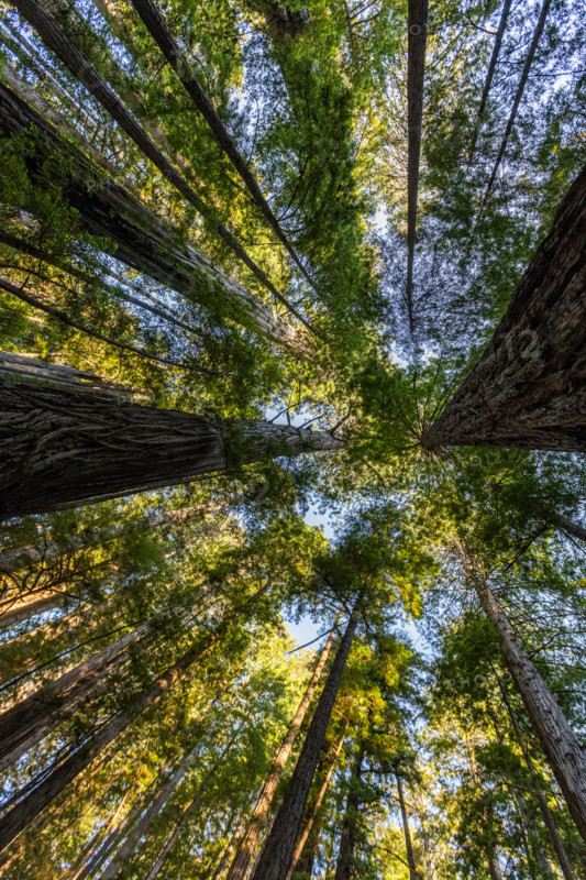 Upview of Coastal Redwood trees in Redwood National Park. Crescent City, California, United States