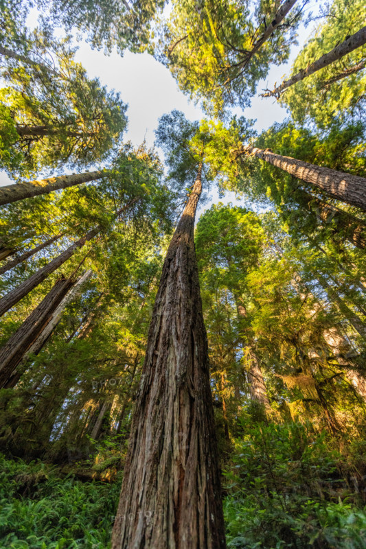Upview of Coastal Redwood trees in Redwood National Park. Crescent City, California, United States