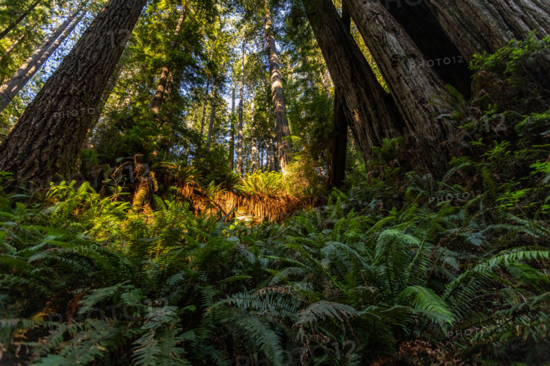 Ferns and Coastal Redwood trees in Redwood National Park. Crescent City, California, United States