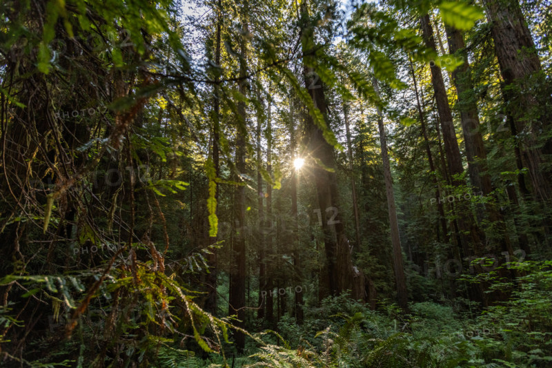 Sun shining through Coastal Redwood trees in Redwood National Park. Crescent City, California, United States