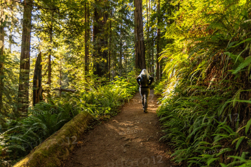 Rear view of woman hiking in Redwood National Park. Crescent City, California, United States