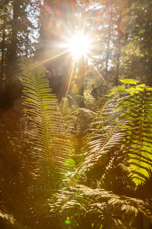 Sun shining through Coastal Redwood trees in Redwood National Park. Crescent City, California, United States