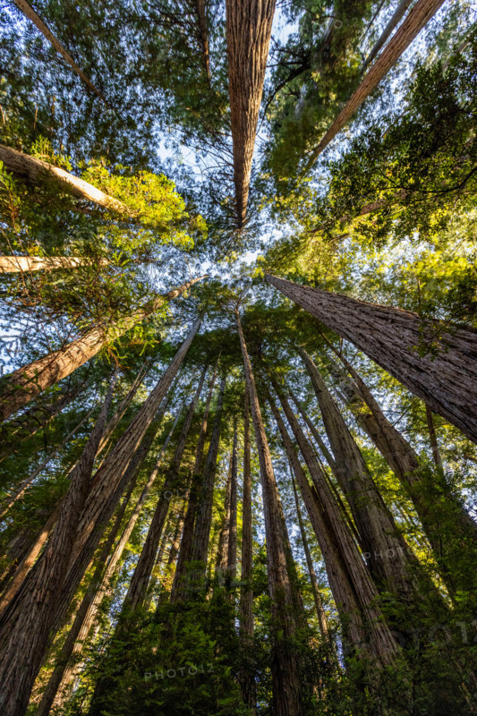 Upview of Coastal Redwood trees in Redwood National Park. Crescent City, California, United States