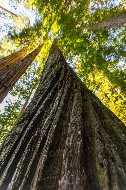 Upview of Coastal Redwood trees in Redwood National Park. Crescent City, California, United States