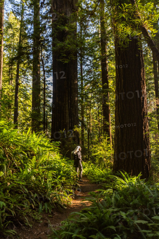 Woman hiking in Redwood National Park. Crescent City, California, United States