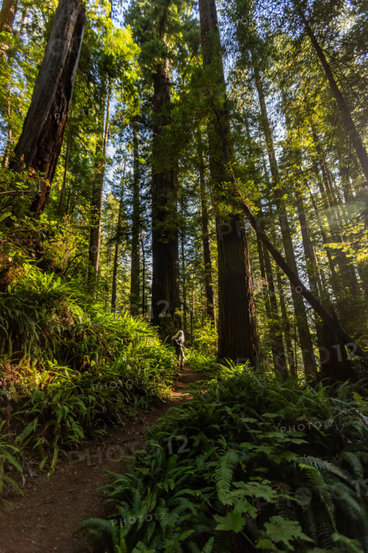 Woman hiking in Redwood National Park. Crescent City, California, United States