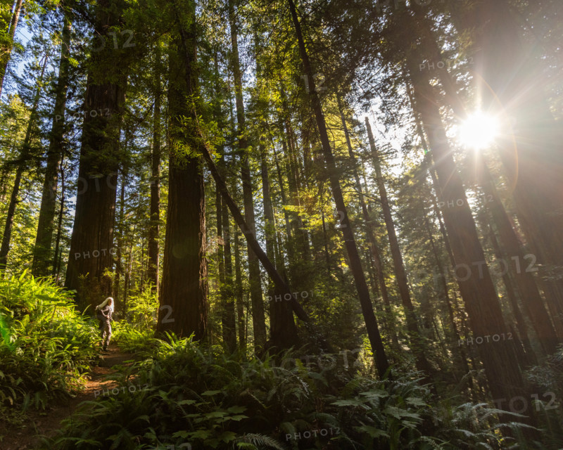 Woman hiking in Redwood National Park. Crescent City, California, United States