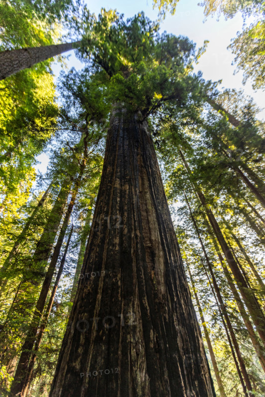 Upview of Coastal Redwood trees in Redwood National Park. Crescent City, California, United States