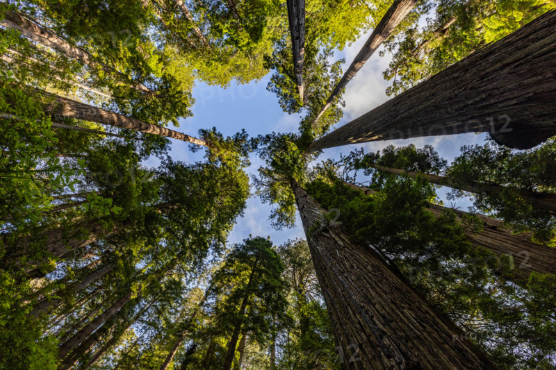 Upview of Coastal Redwood trees in Redwood National Park. Crescent City, California, United States