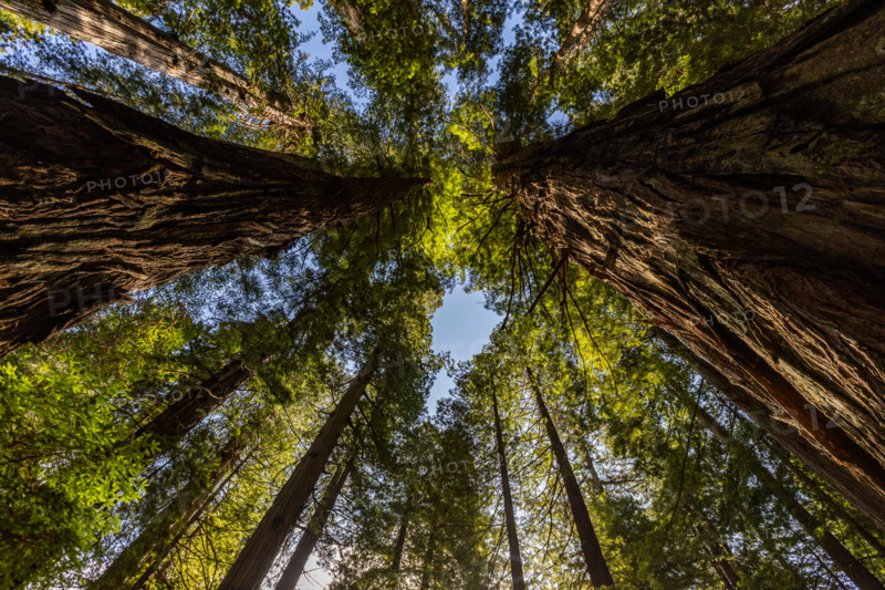 Upview of Coastal Redwood trees in Redwood National Park. Crescent City, California, United States