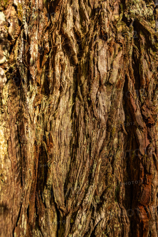 Close-up of redwood bark in Redwood National Park. Crescent City, California, United States
