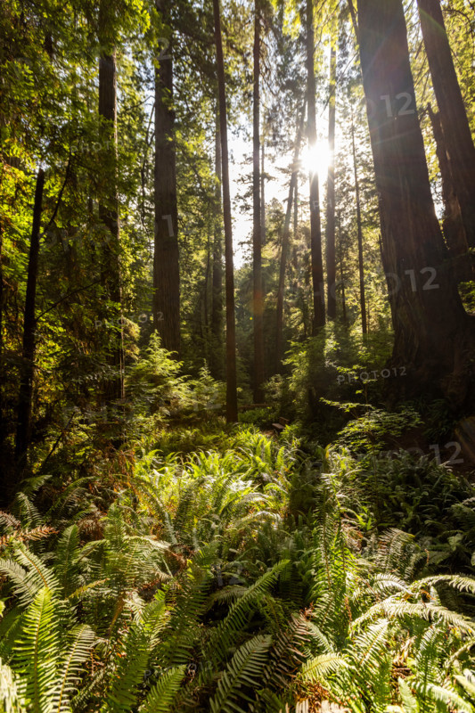 Sun coming through redwood forest in Redwood National Park. Crescent City, California, United States