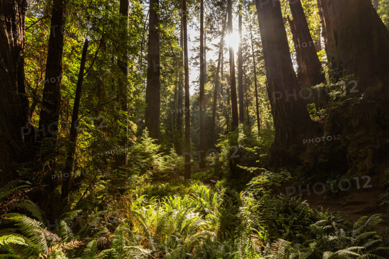 Sun coming through redwood forest in Redwood National Park. Crescent City, California, United States