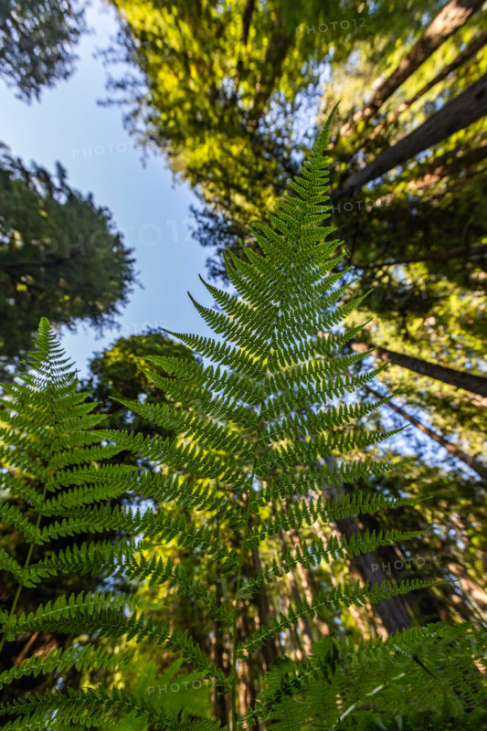 Upview of fern lean in Redwood National Park. Crescent City, California, United States