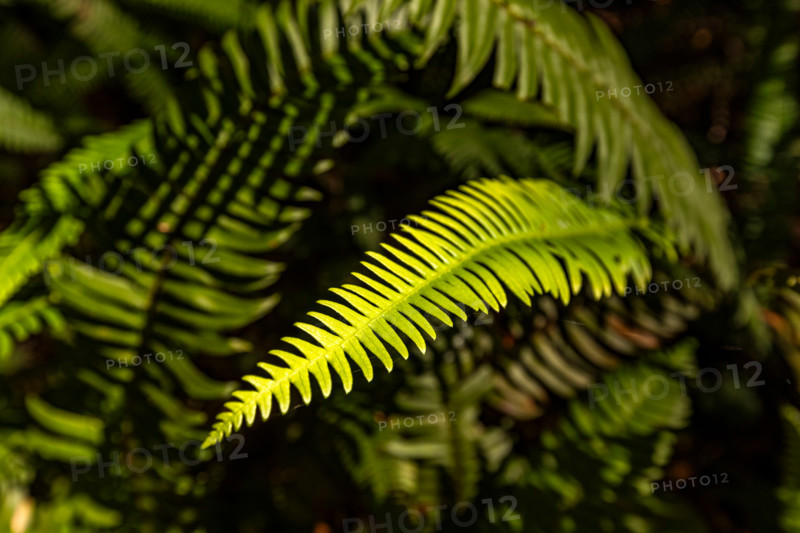 Close-up of sunlit fern frond in Redwood National Park. Crescent City, California, United States