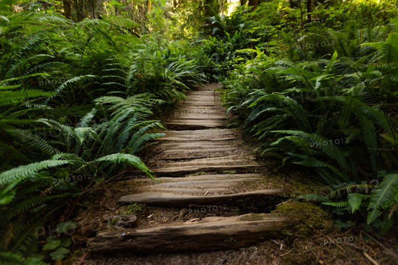 Empty weathered wooden path through Redwood National Park. Crescent City, California, United States