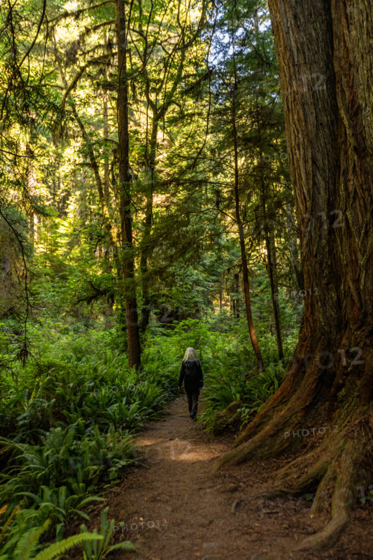 Rear view of woman hiking in Redwood National Park. Crescent City, California, United States