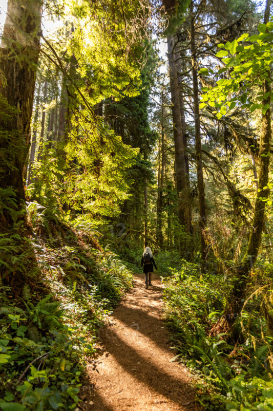 Rear view of woman hiking in Redwood National Park. Crescent City, California, United States