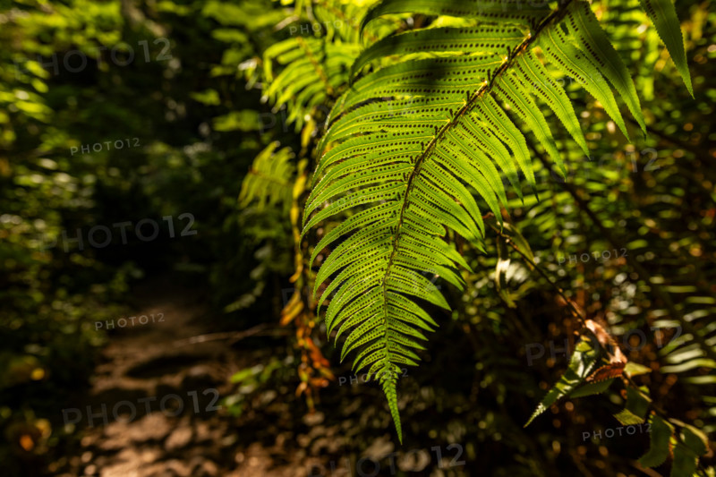 Close-up of fern frond in Redwood National Park. Crescent City, California, United States