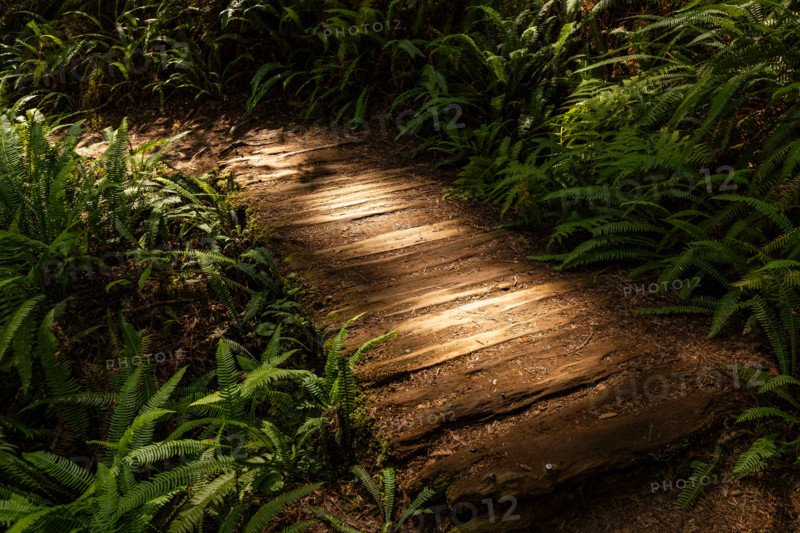 Sunlit wooden pathway through Redwood National Park. Crescent City, California, United States