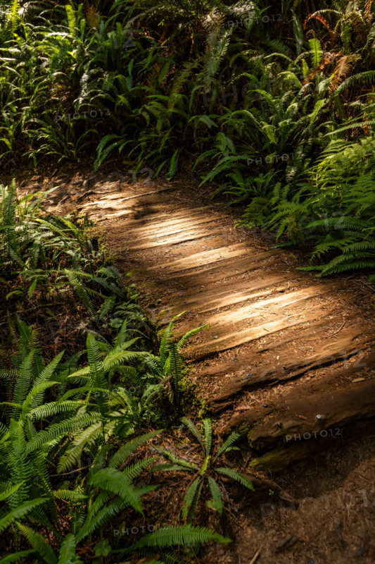Sunlit wooden pathway through Redwood National Park. Crescent City, California, United States