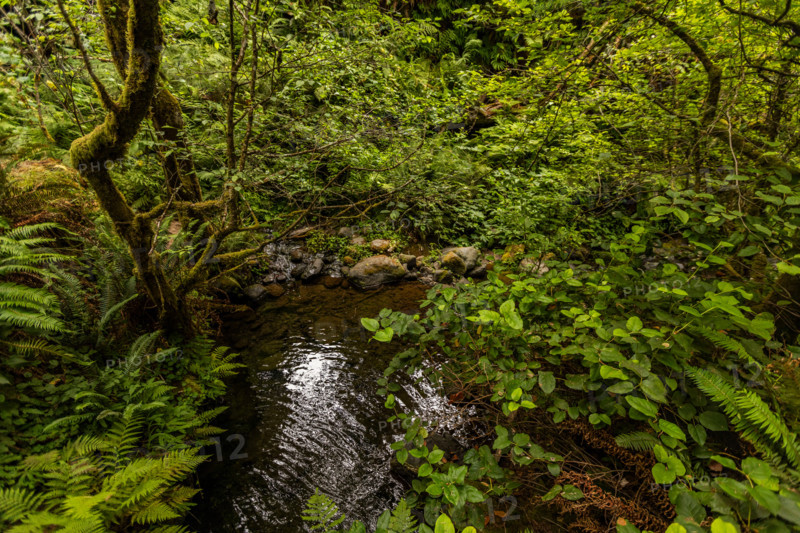 Creek in forest along Oregon Coast. Gold Beach, Oregon, United States
