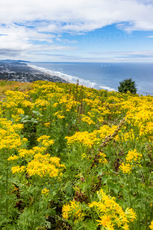 Hilltop with yellow wildflowers with city and ocean in background. Lincoln City, Oregon, United States
