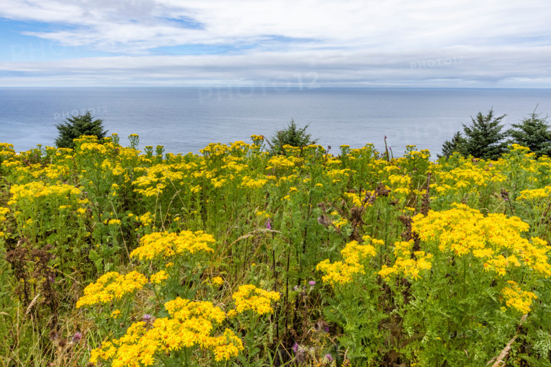Yellow wildflowers with ocean in background. Lincoln City, Oregon, United States