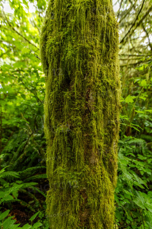 Close-up of green moss on tree trunk in forest. Lincoln City, Oregon, United States