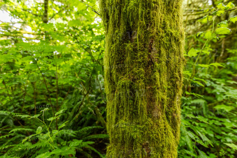 Close-up of green moss on tree trunk in forest. Lincoln City, Oregon, United States